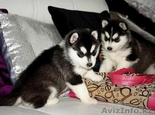 Очаровательны Сибирский хаски Щенки для продажи - Изображение #1, Объявление #1265170